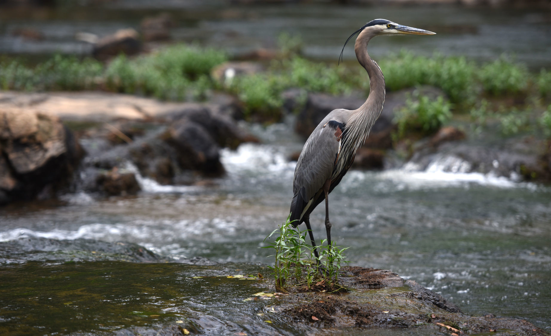 20190523_Landsford Canal State Park
